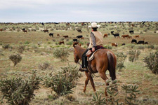 USA-Colorado-Chico Cattle Ranch